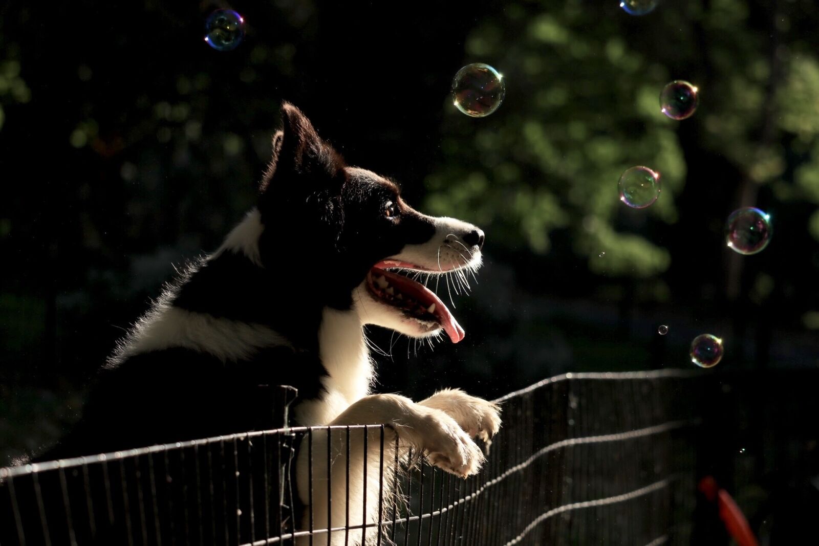 Canon EOS 80D sample photo. Dog, puppy, collie photography