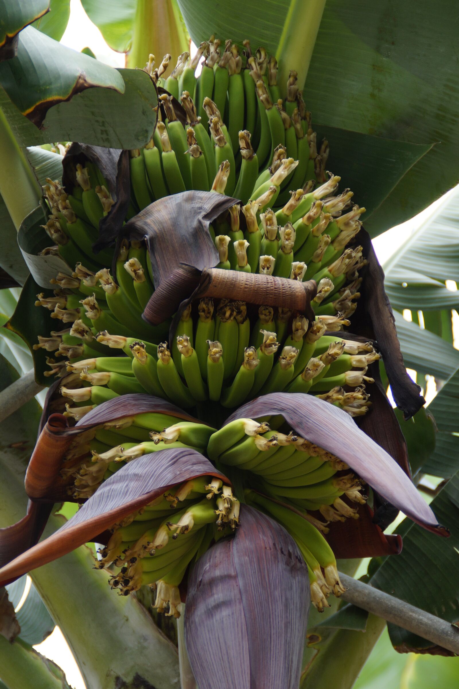 Sony SLT-A58 sample photo. Bananas, banana shrub, banana photography