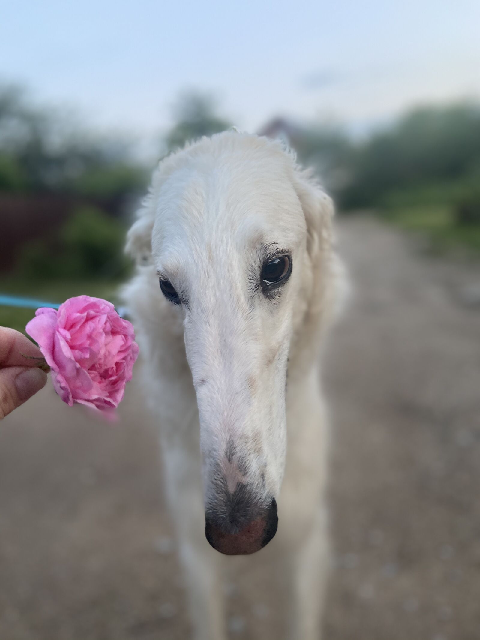 Apple iPhone 11 sample photo. Dog, borzoi, puppy photography