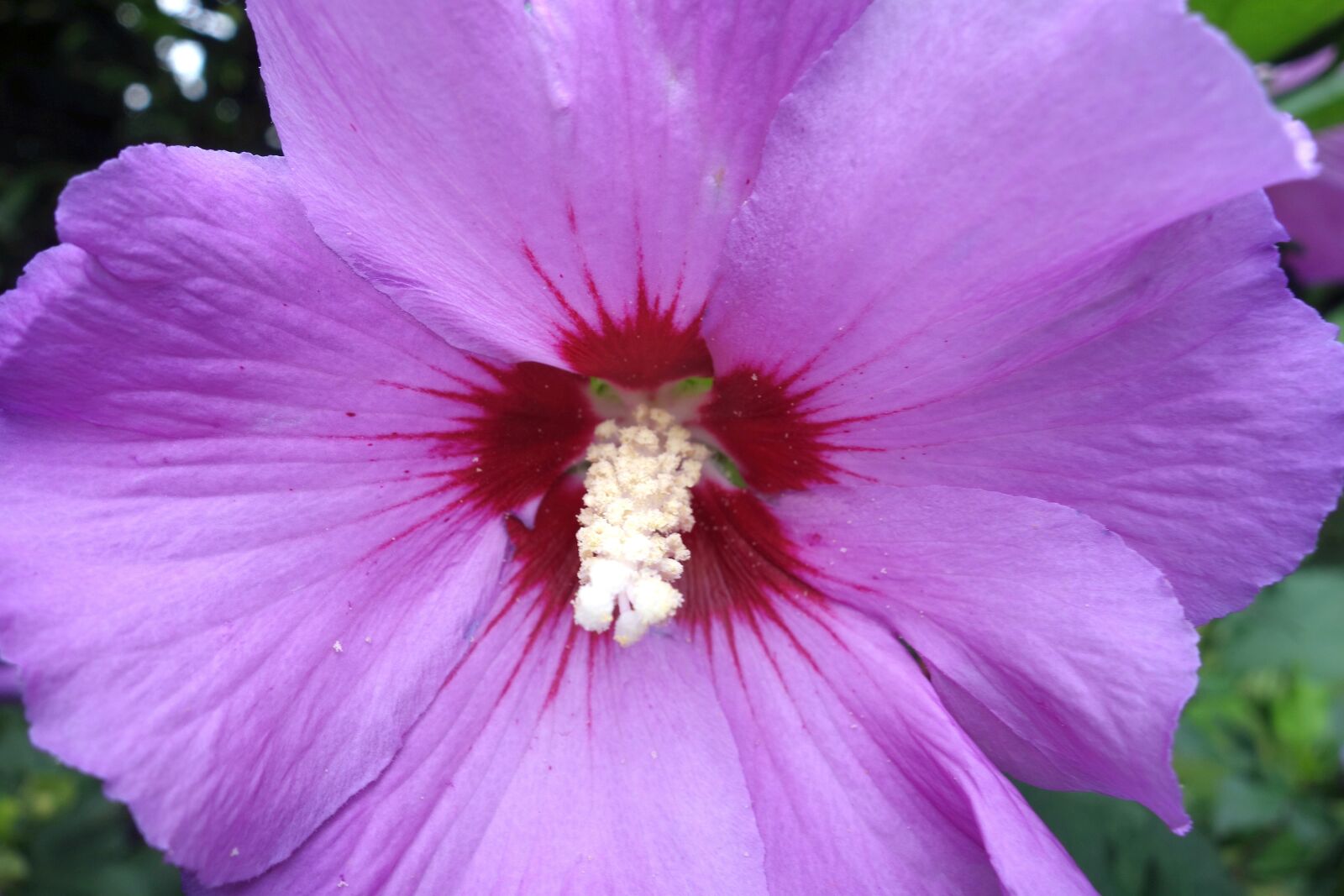 Sony Cyber-shot DSC-RX100 sample photo. Hibiscus, hibiscus syriacus, violet photography