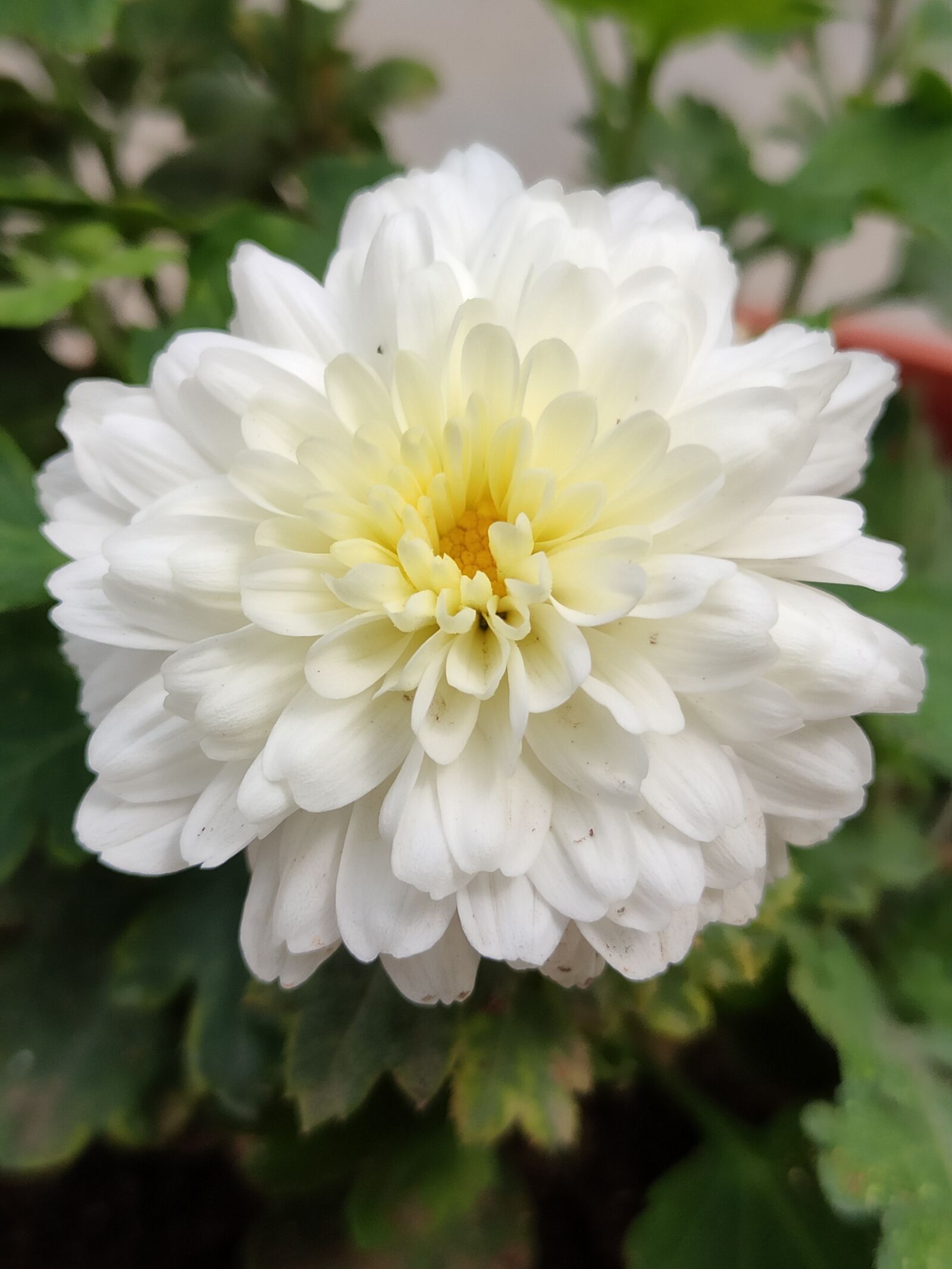 Xiaomi Redmi Note 7 Pro sample photo. White flower, flower, white photography