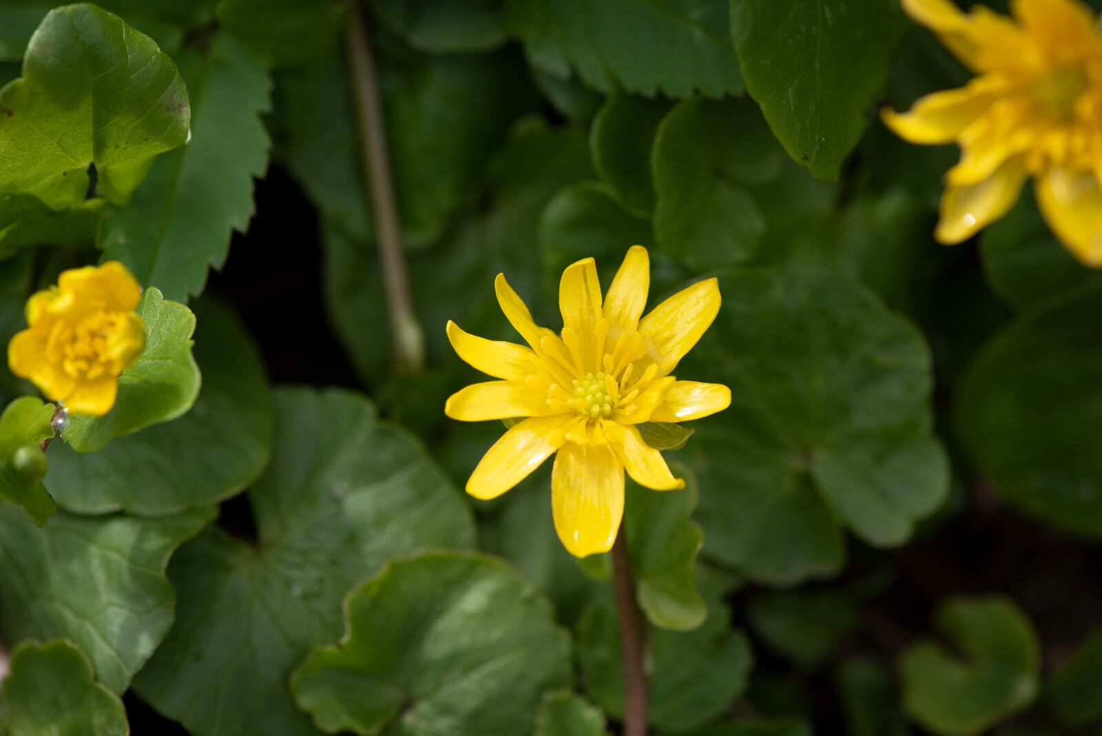 Nikon D750 sample photo. Flowers, yellow, nature photography