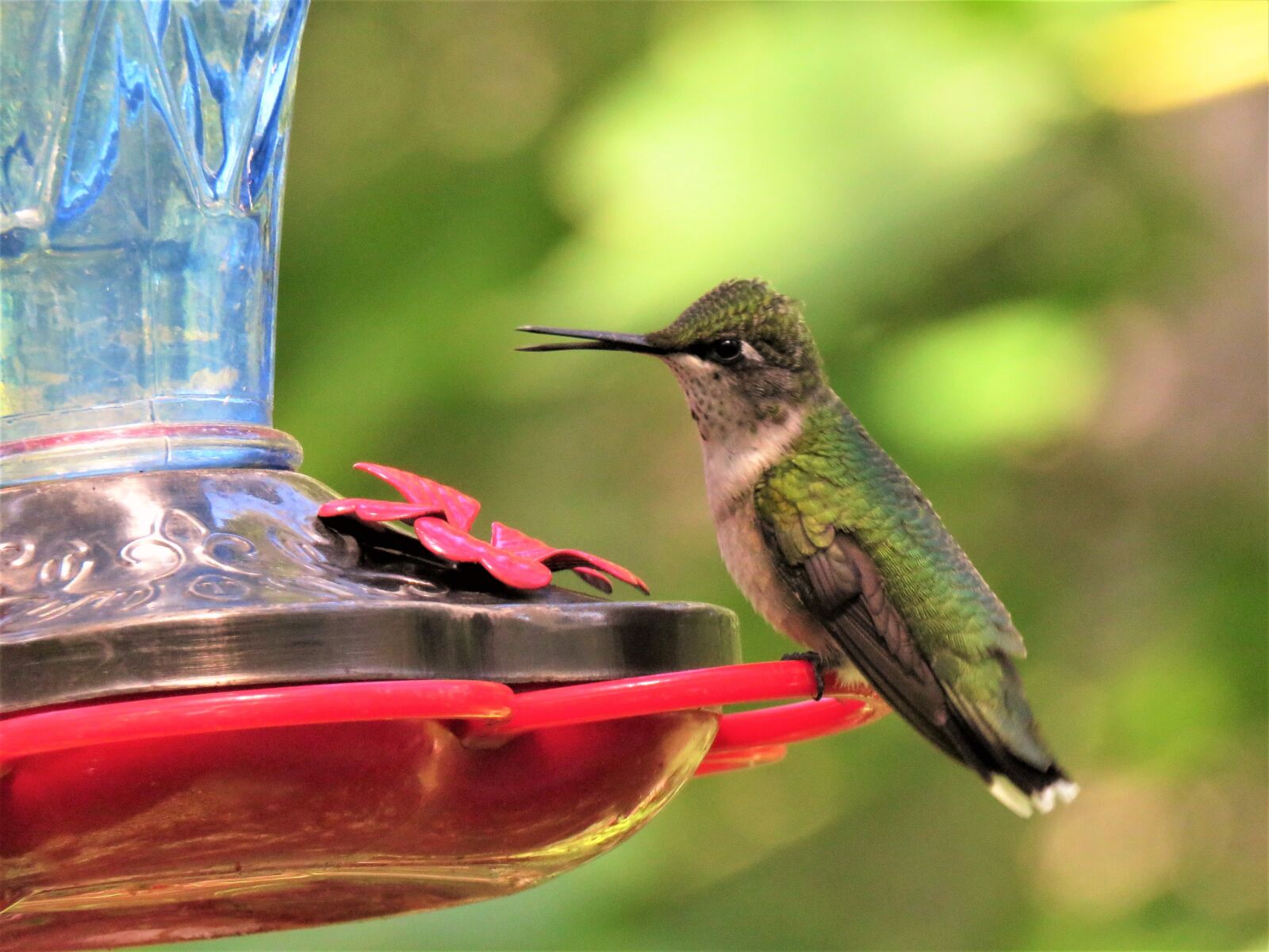Canon PowerShot SX60 HS sample photo. Bird, hummingbird, wildlife photography