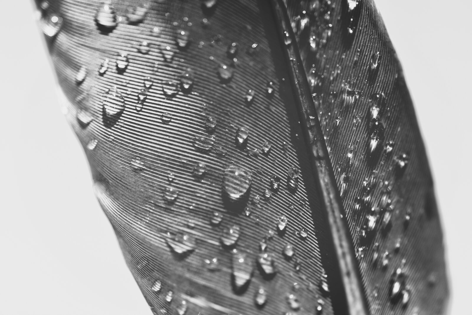 Nikon D610 sample photo. Feather, structure, drip photography