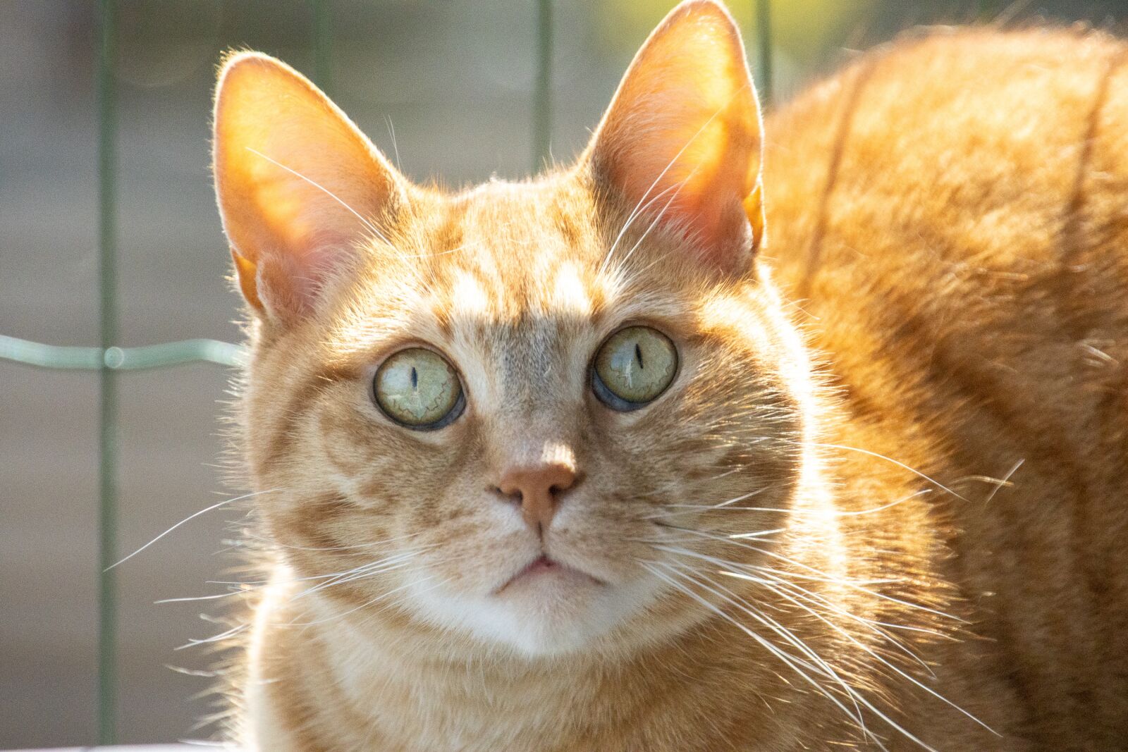 Canon EOS 90D sample photo. Cat, red, domestic cat photography