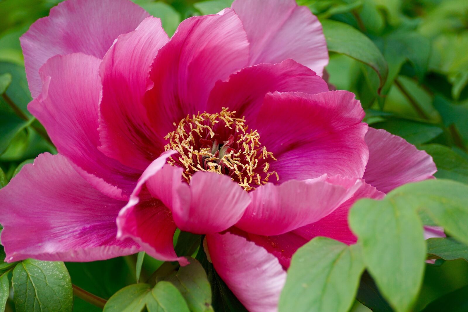 Sony DT 55-300mm F4.5-5.6 SAM sample photo. Peony, pentecost, plant photography