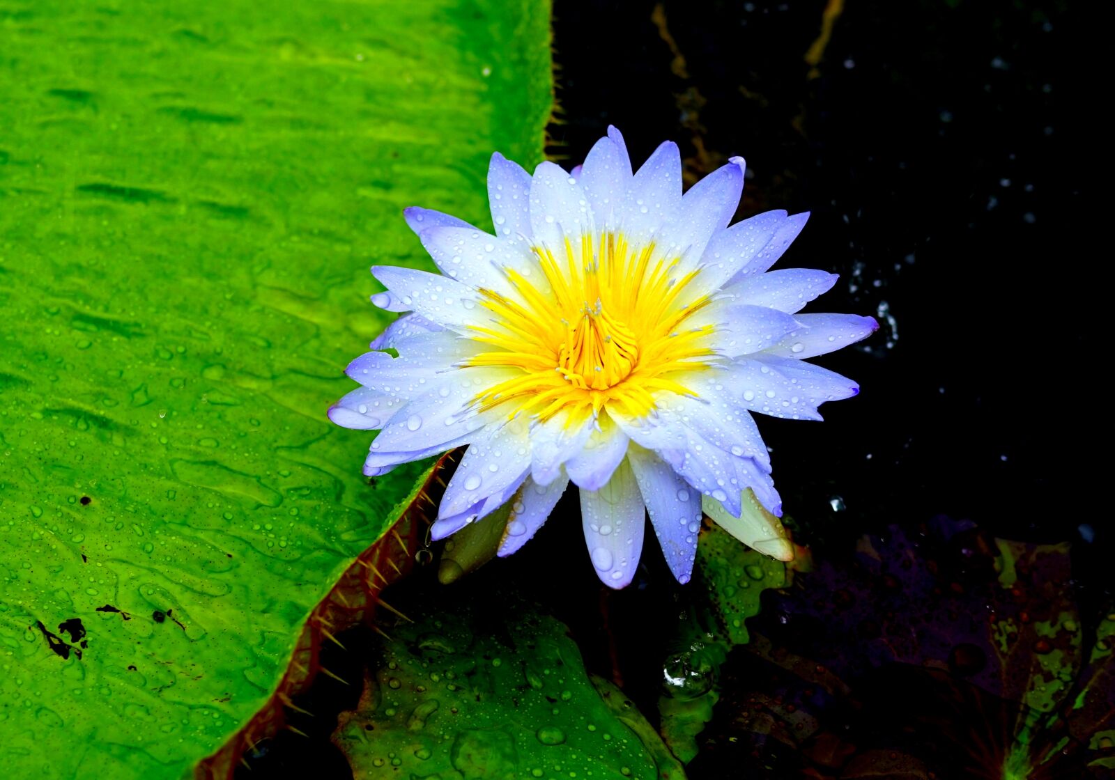 Sony Distagon T* FE 35mm F1.4 ZA sample photo. Lotus flower, flower, lotus photography