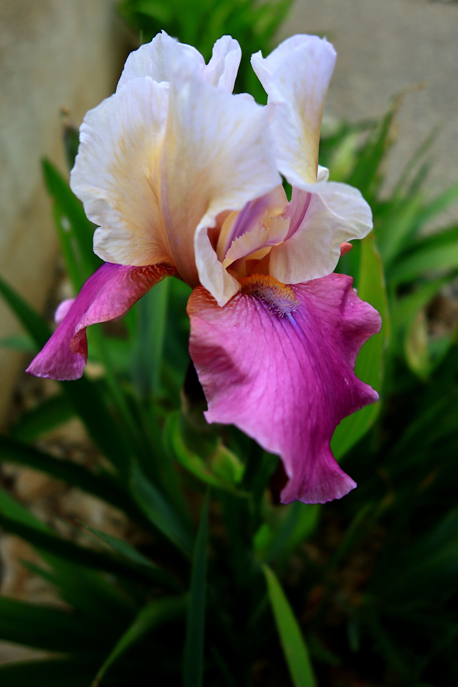 Canon PowerShot G1 X Mark III sample photo. Flower, iris, violet photography