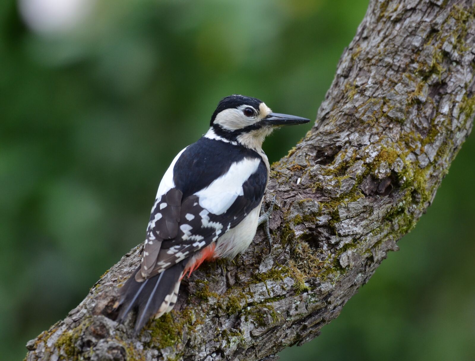 Nikon D5100 sample photo. Bird, nature, tree photography
