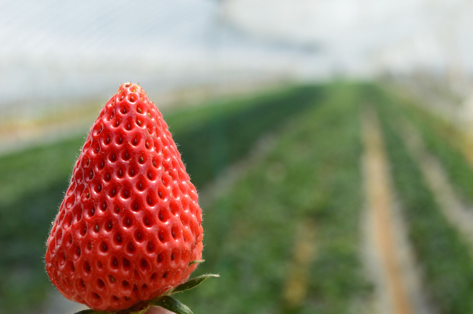Nikon D3200 sample photo. Strawberry, fresh, single photography