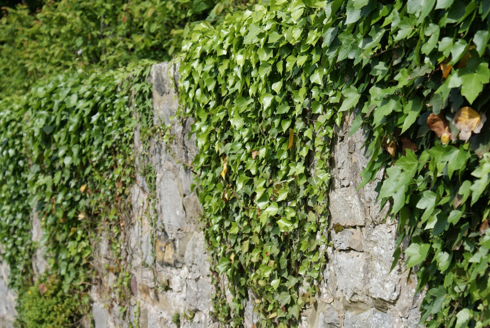 Sony Alpha DSLR-A200 sample photo. Wall, stones, ivy photography