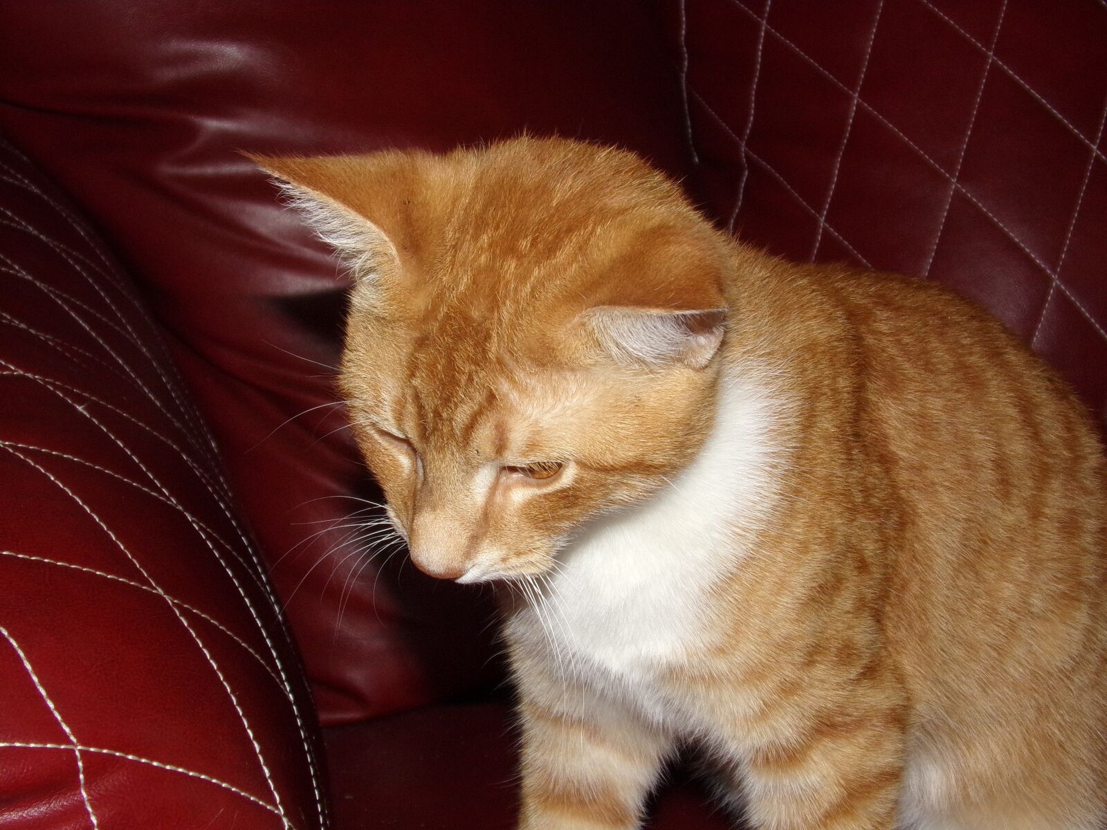 JK KODAK PIXPRO AZ252 sample photo. Tabby cat, orange, feline photography