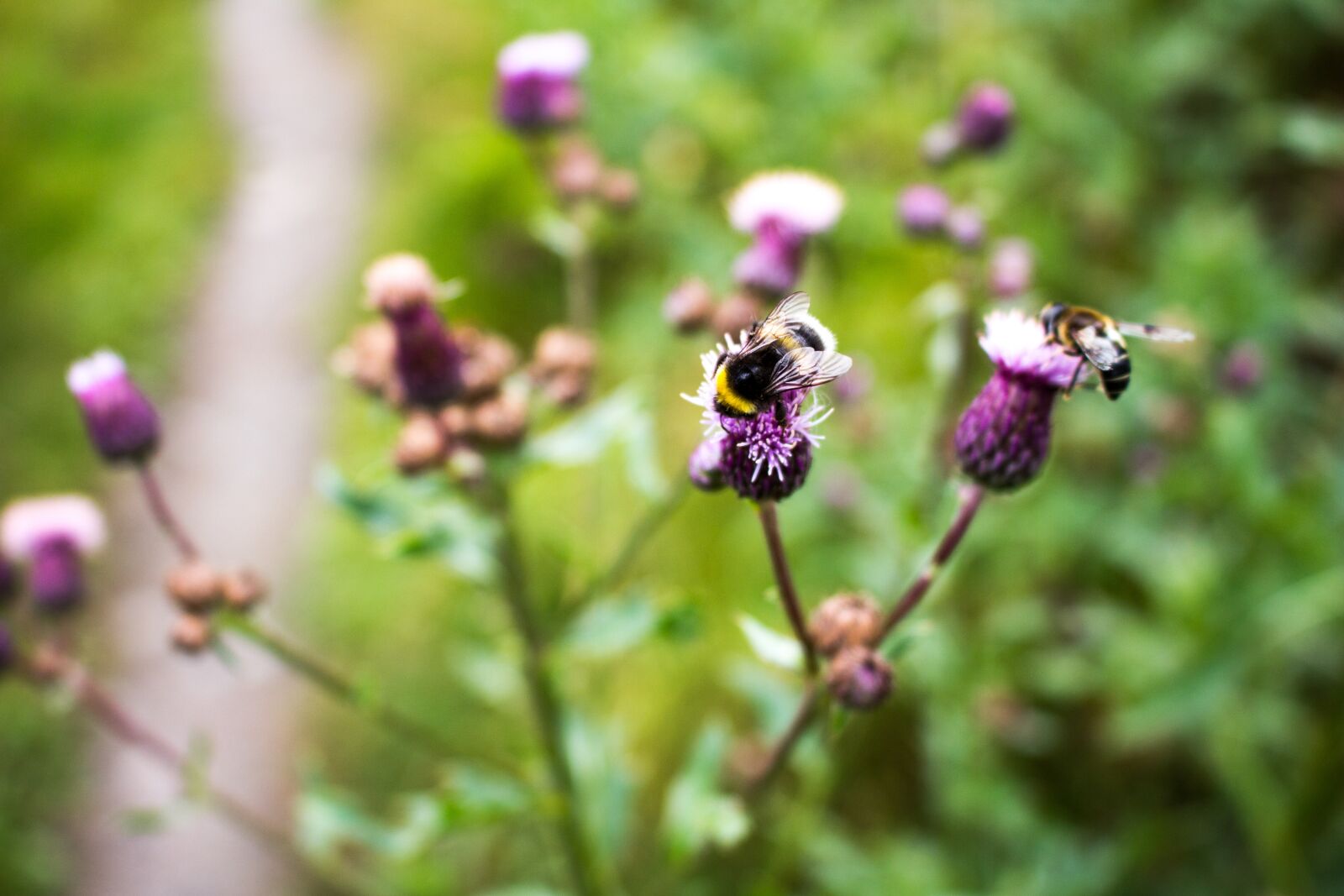 Canon EOS 700D (EOS Rebel T5i / EOS Kiss X7i) sample photo. Bee, summer, bumblebee photography