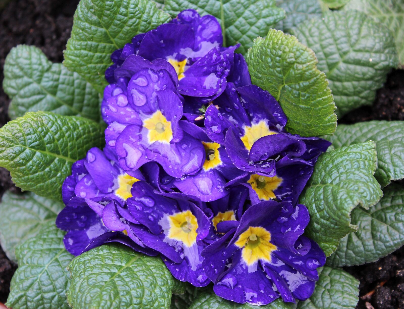 Canon EOS 1200D (EOS Rebel T5 / EOS Kiss X70 / EOS Hi) sample photo. Primula, prymulka, rain drops photography