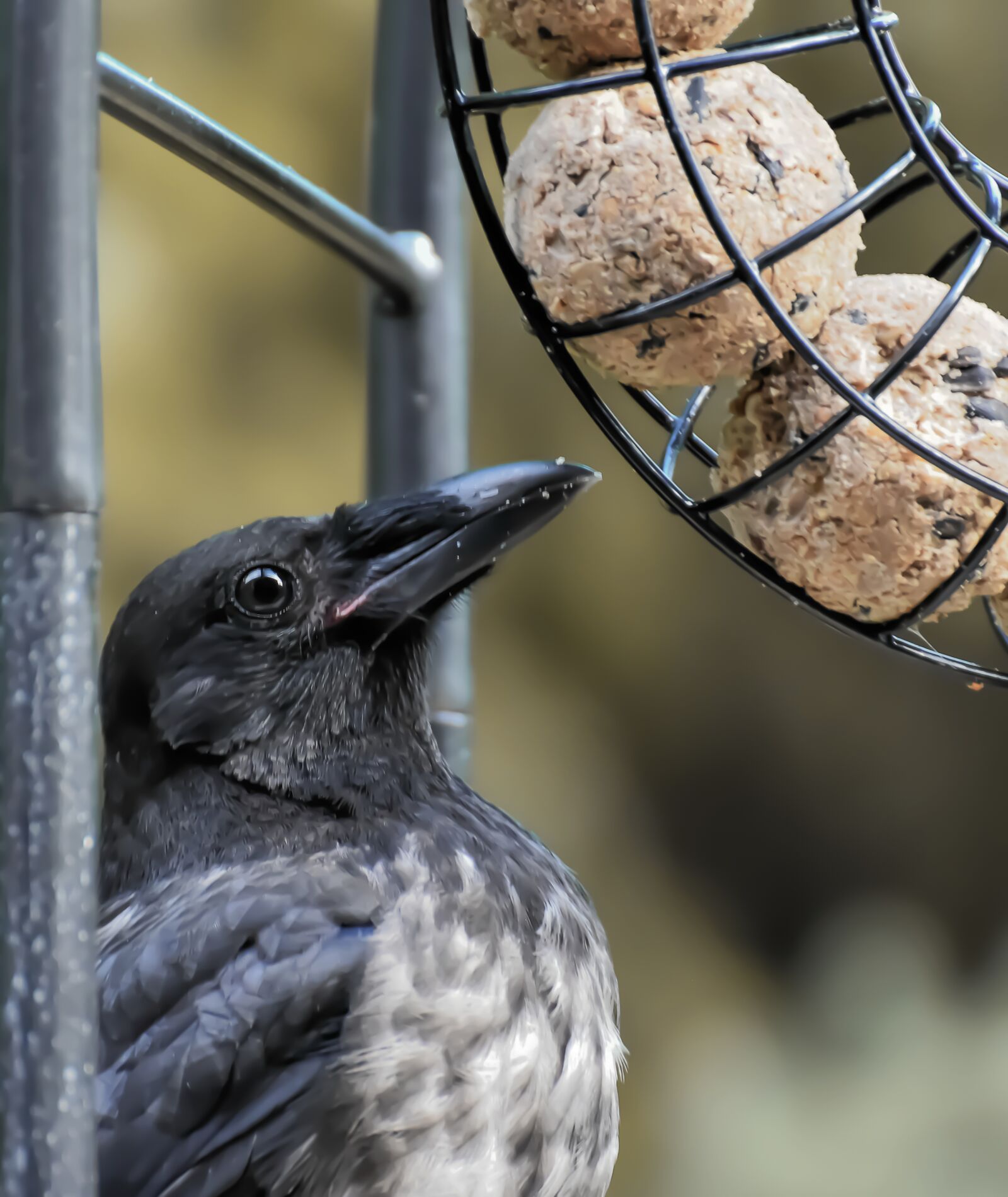 Nikon D7200 sample photo. Raven bird, crows bird photography