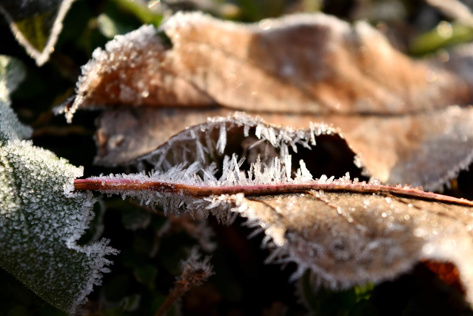 Nikon D5500 sample photo. Cold, dry, frosty, ground photography