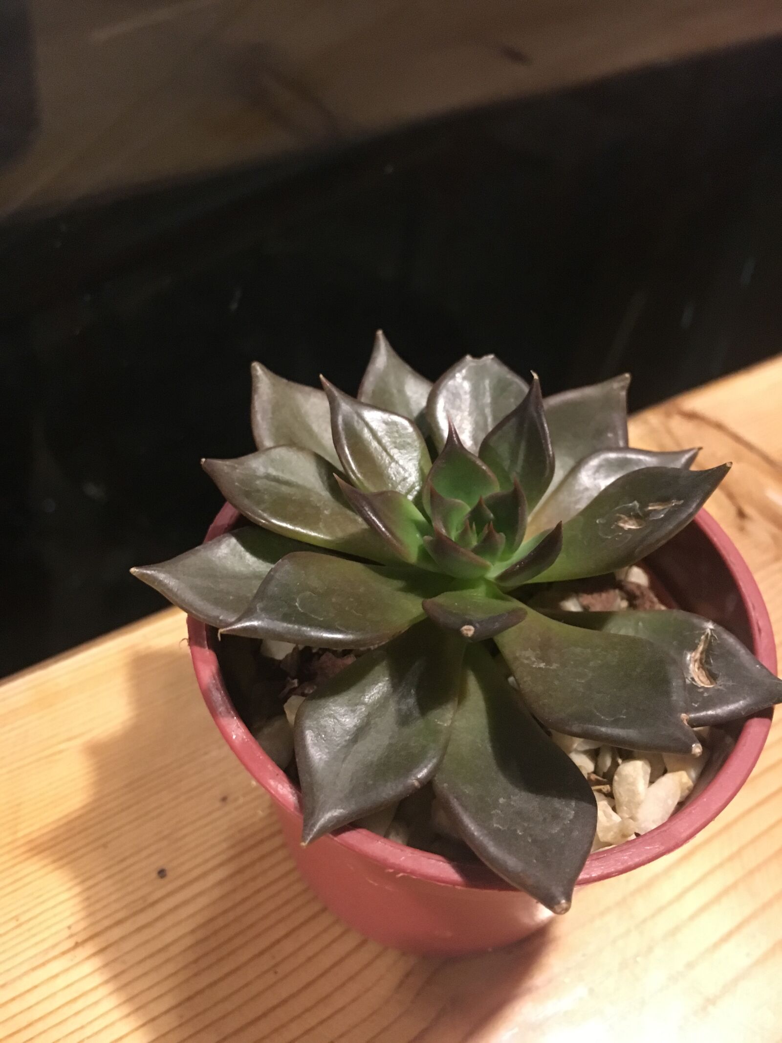 Apple iPhone 6s sample photo