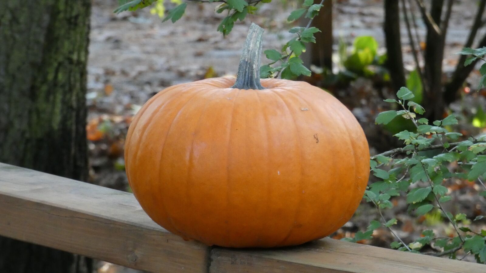 Panasonic Lumix DC-FZ80 (Lumix DC-FZ82) sample photo. Pumpkin, halloween, autumn photography