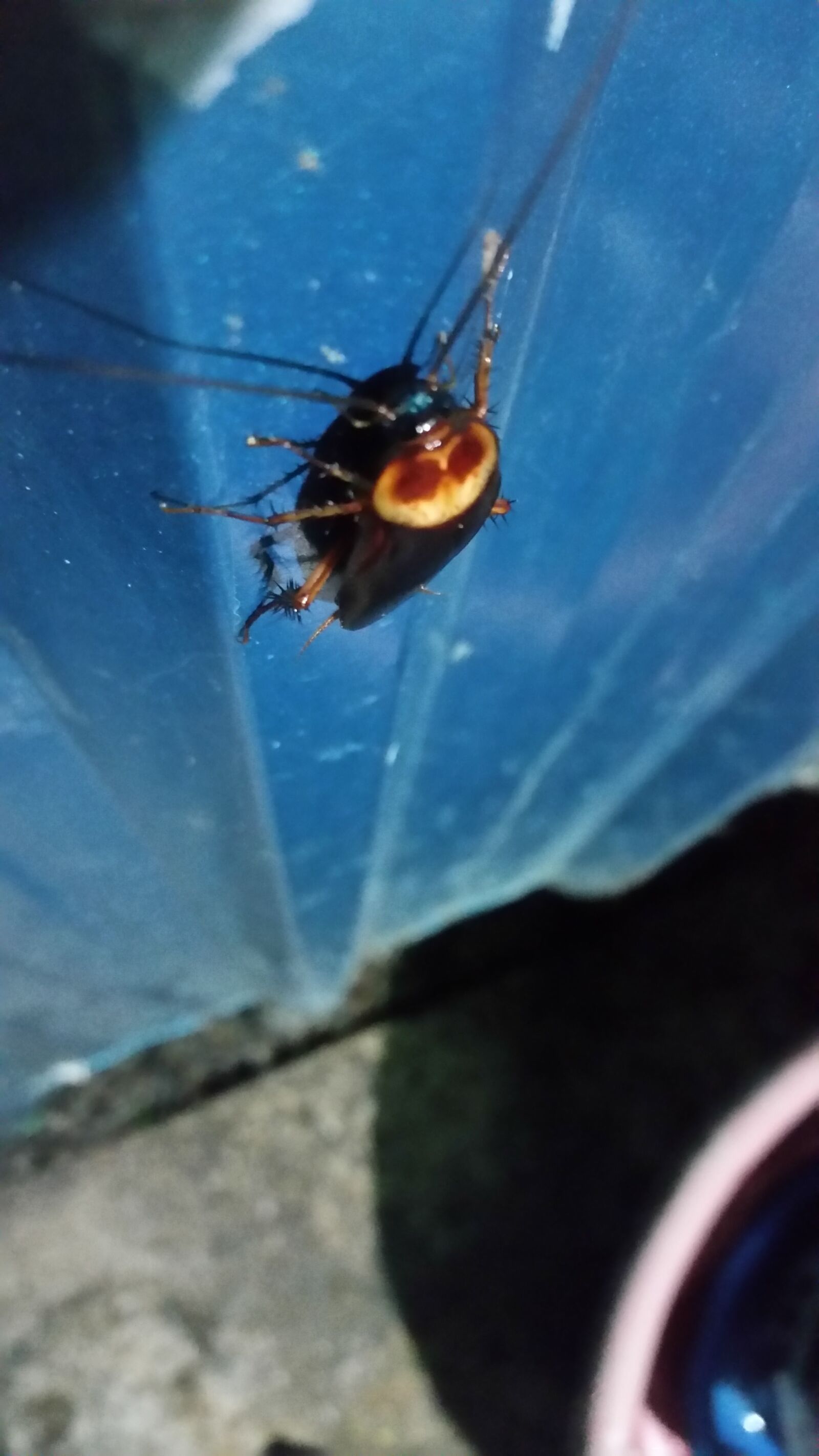 Samsung Galaxy S5 sample photo. Insect, insects, the cockroaches photography