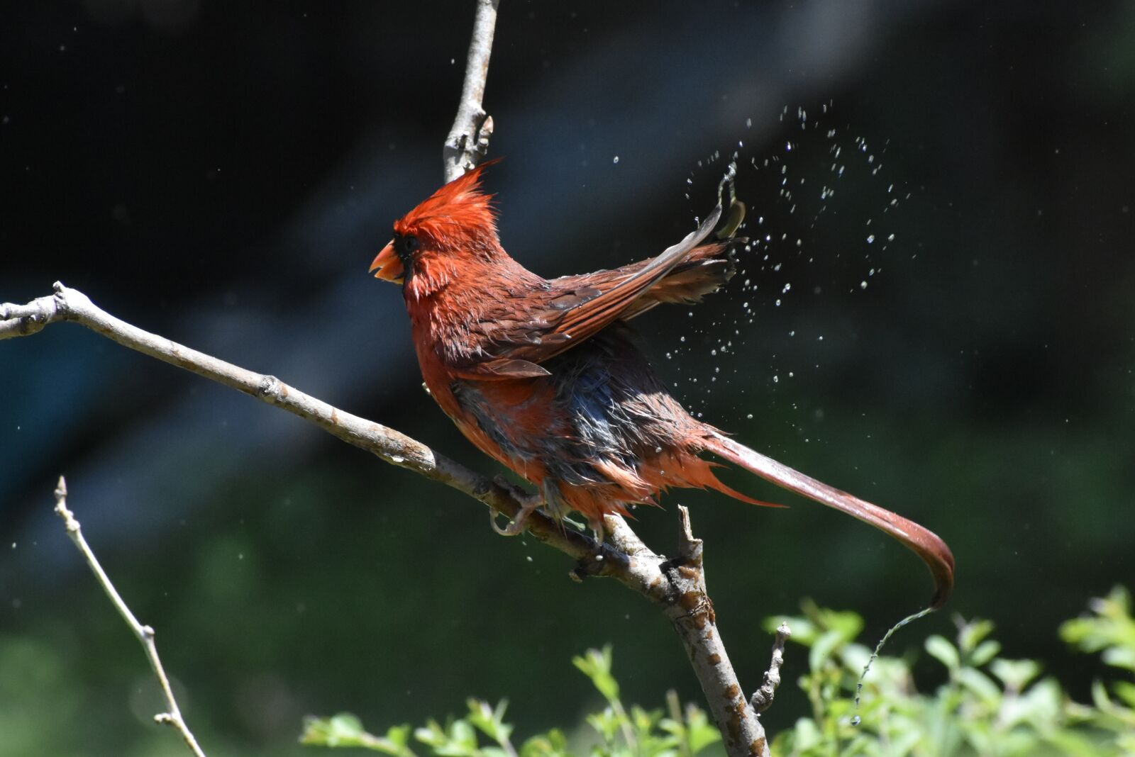Nikon D7200 sample photo. Nature, wildlife, bird photography
