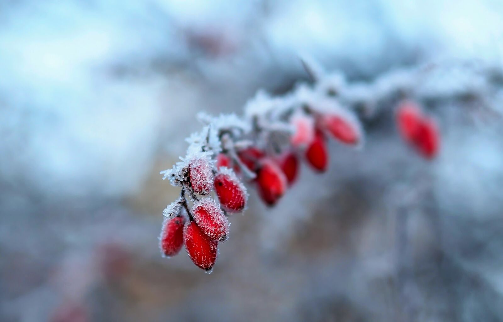 Canon EOS 650D (EOS Rebel T4i / EOS Kiss X6i) sample photo. Winter, snow, frost photography