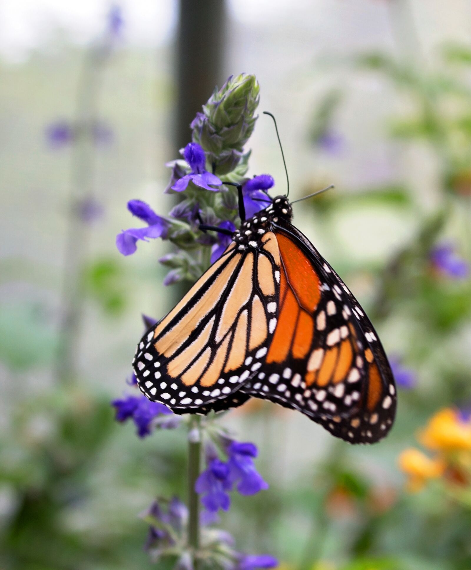 Canon EOS 650D (EOS Rebel T4i / EOS Kiss X6i) sample photo. Monarch, flower, insect photography