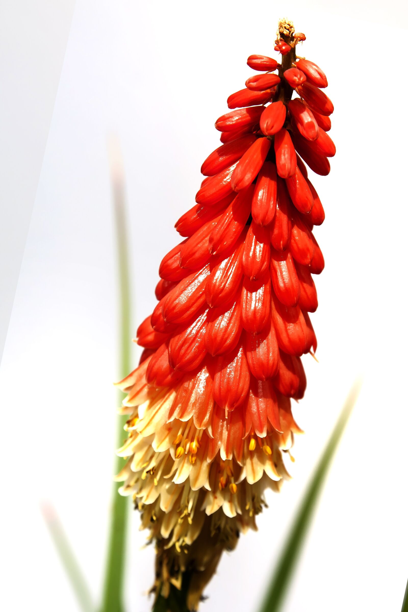Canon EOS 50D sample photo. Flower, blossom, bloom photography