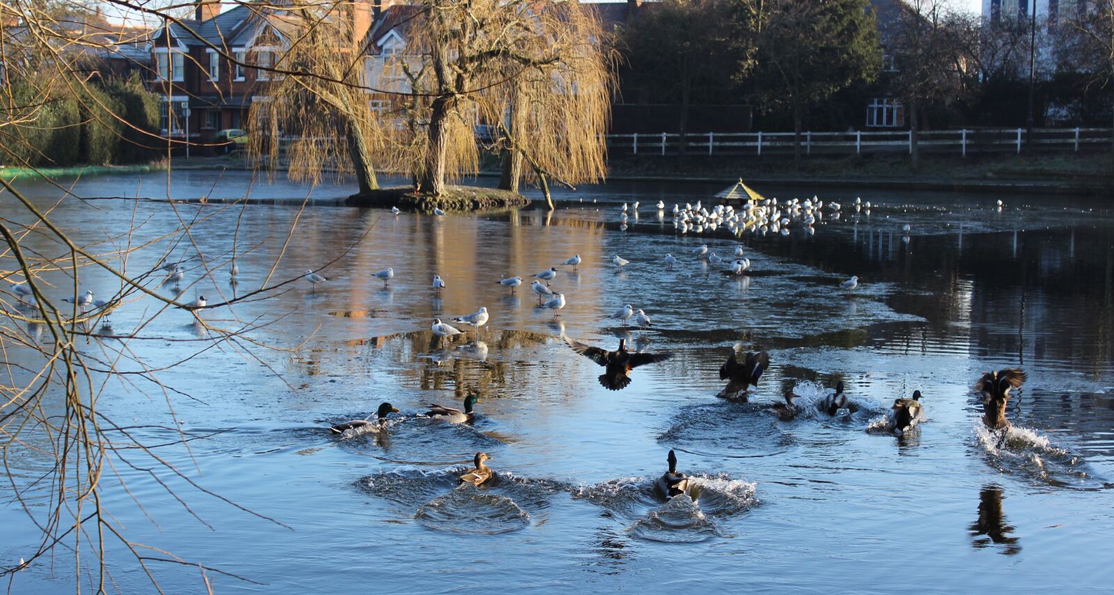 Canon EOS 600D (Rebel EOS T3i / EOS Kiss X5) sample photo. Pond, birds, water photography