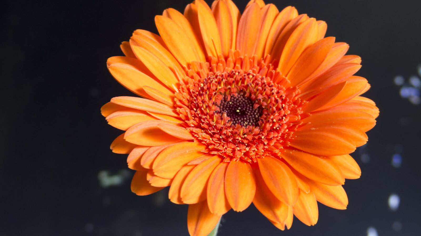 Panasonic Lumix DMC-FZ200 sample photo. Flower, nature, plant photography