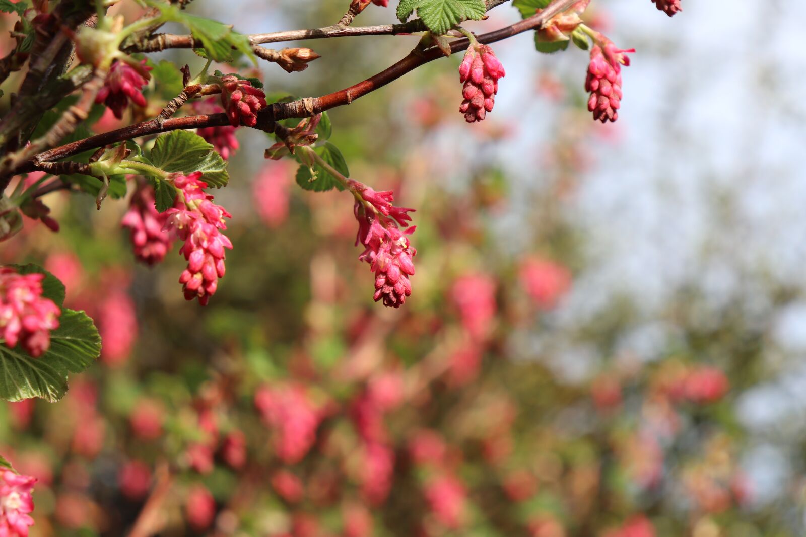 Canon EOS 200D (EOS Rebel SL2 / EOS Kiss X9) sample photo. Nature, branch, tree photography
