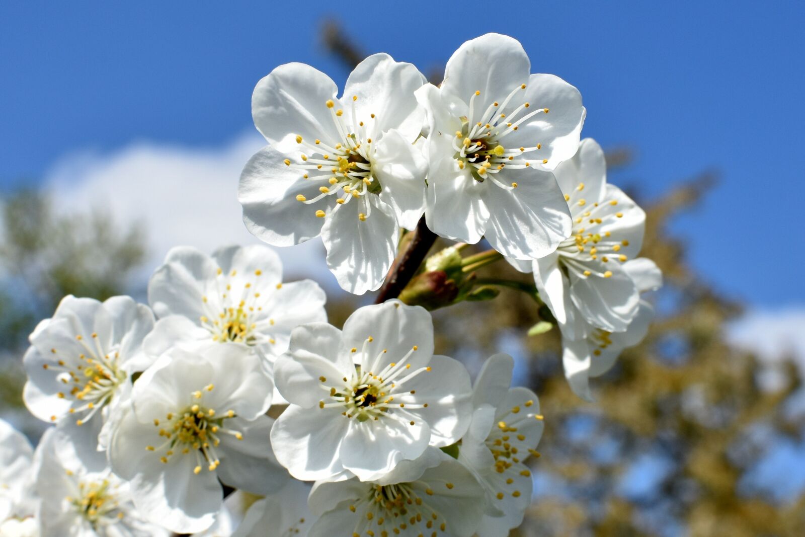 Nikon D7200 sample photo. Cherries, flowers, closeup photography