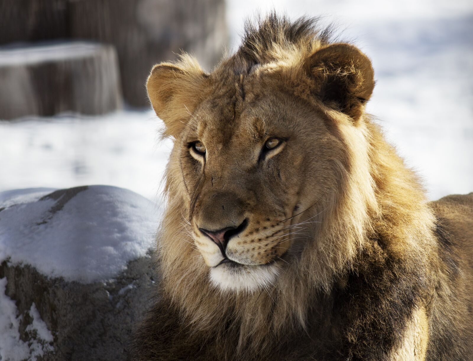 Canon EOS 650D (EOS Rebel T4i / EOS Kiss X6i) + Canon EF-S 55-250mm F4-5.6 IS II sample photo. Lion, zoo, winter photography