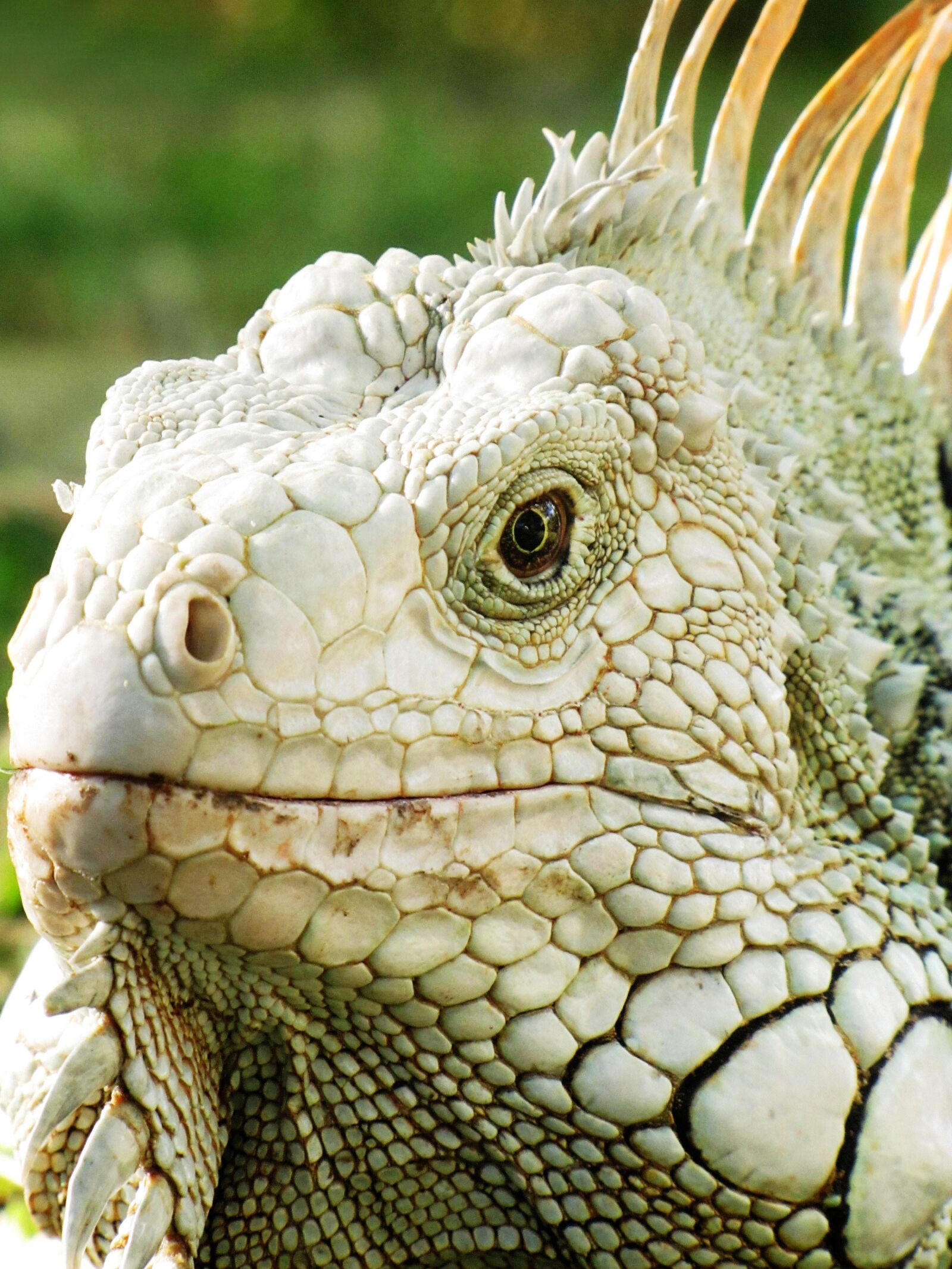 Canon PowerShot SX20 IS sample photo. Lizard, reptilia, nature photography