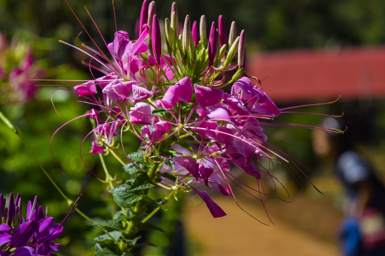 Nikon D5300 sample photo. Flower, nature, mondulkiri photography