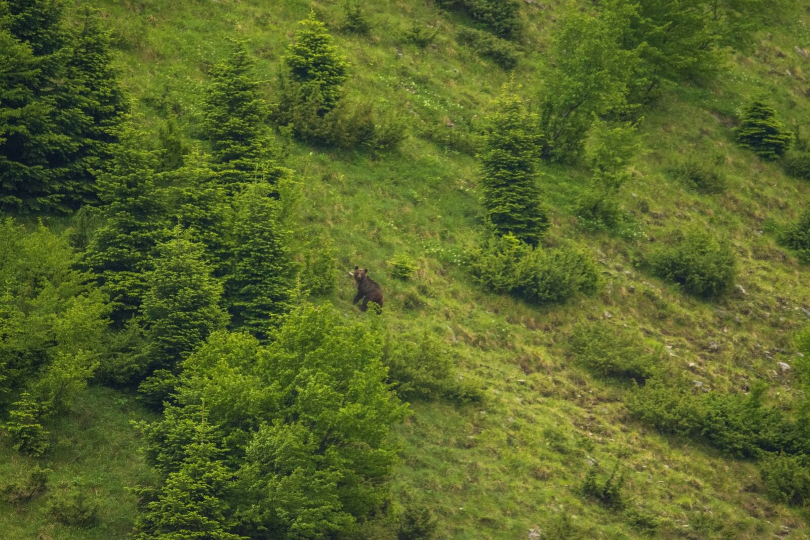 Nikon D7200 sample photo. Nature, animal, bear photography