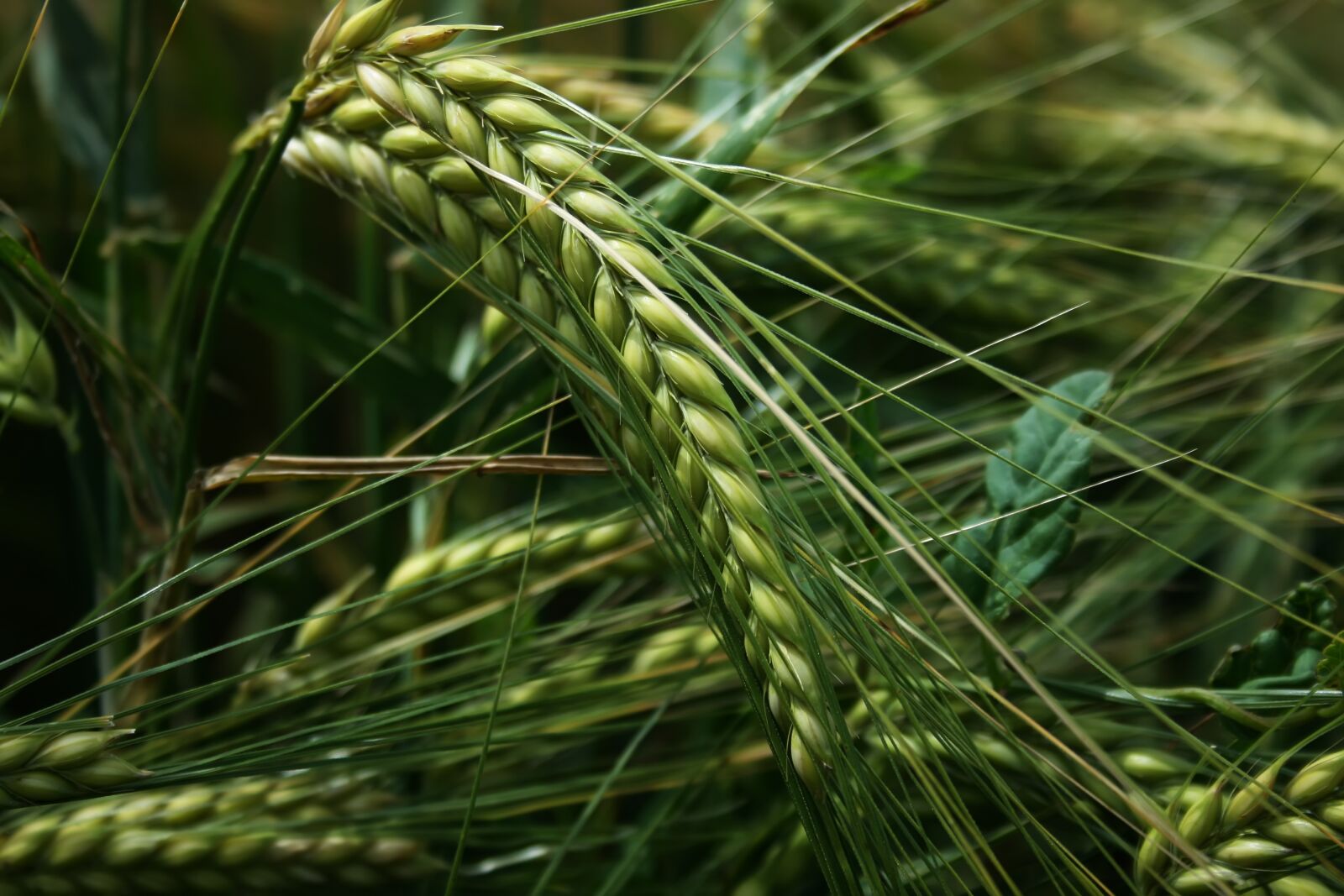 Canon EOS 400D (EOS Digital Rebel XTi / EOS Kiss Digital X) sample photo. Cereals, field, grain photography