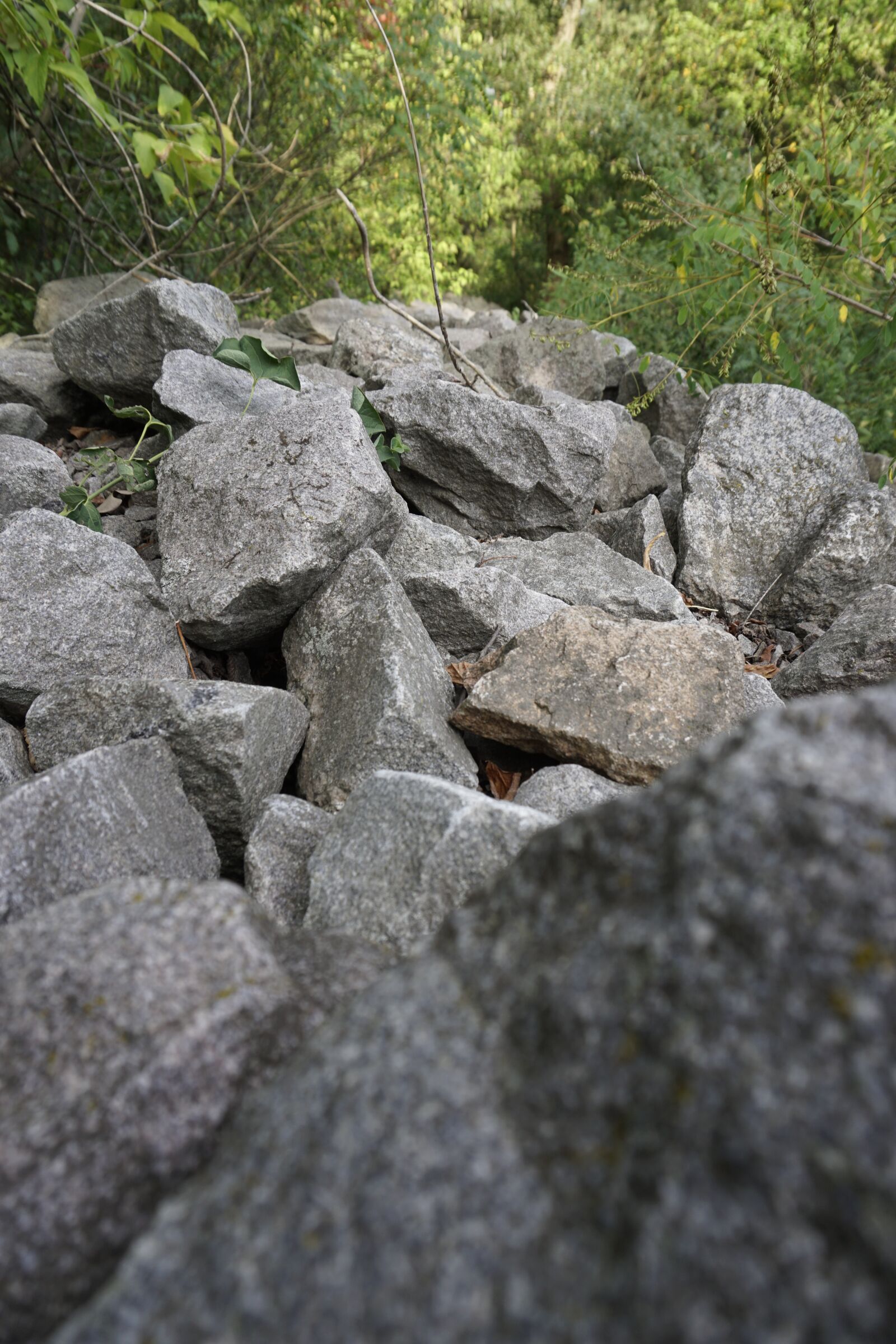 Sony a6300 sample photo. Nature, stones, green photography
