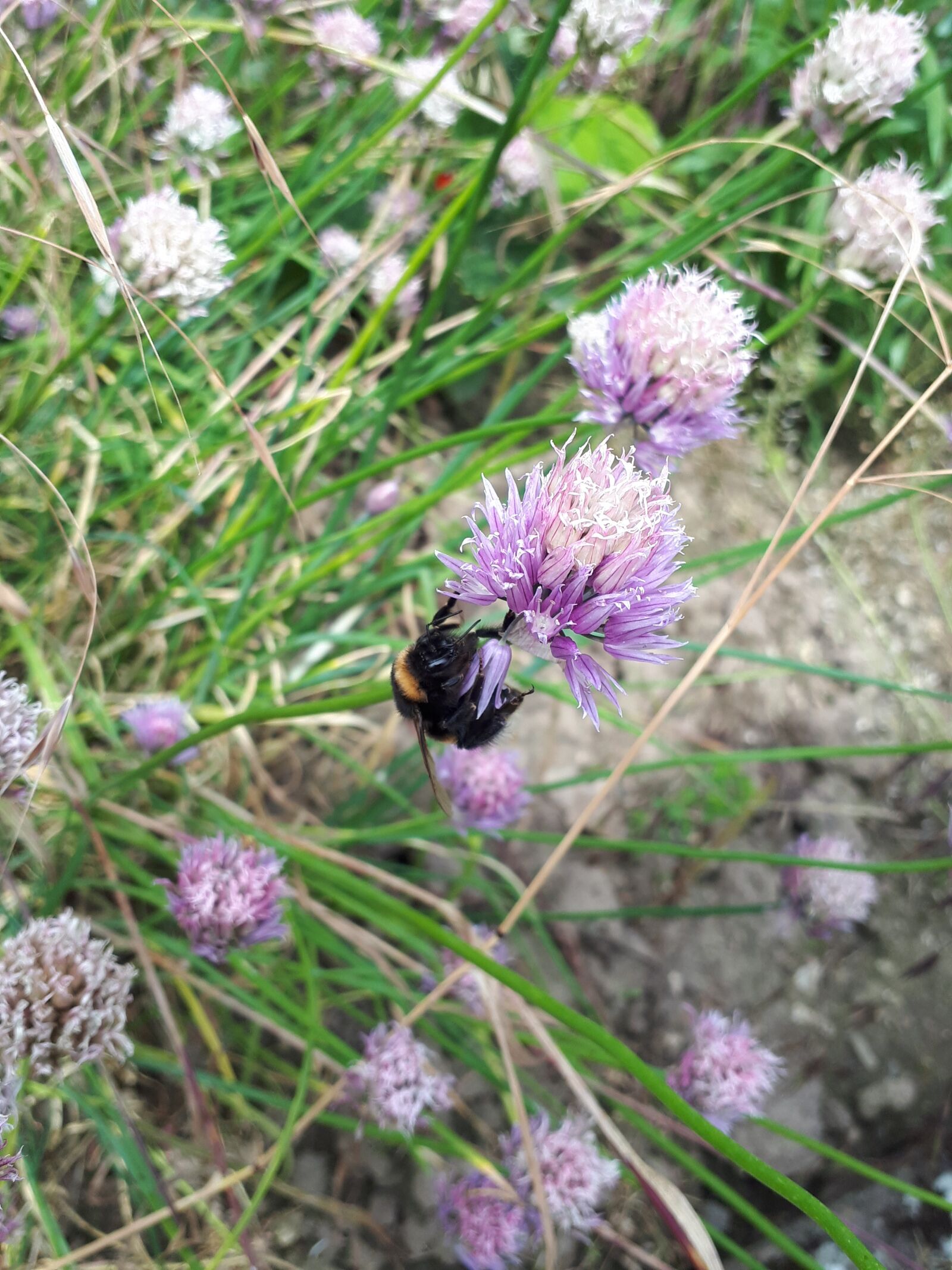 Samsung Galaxy A5(2017) sample photo. Hummel, nature, flower photography