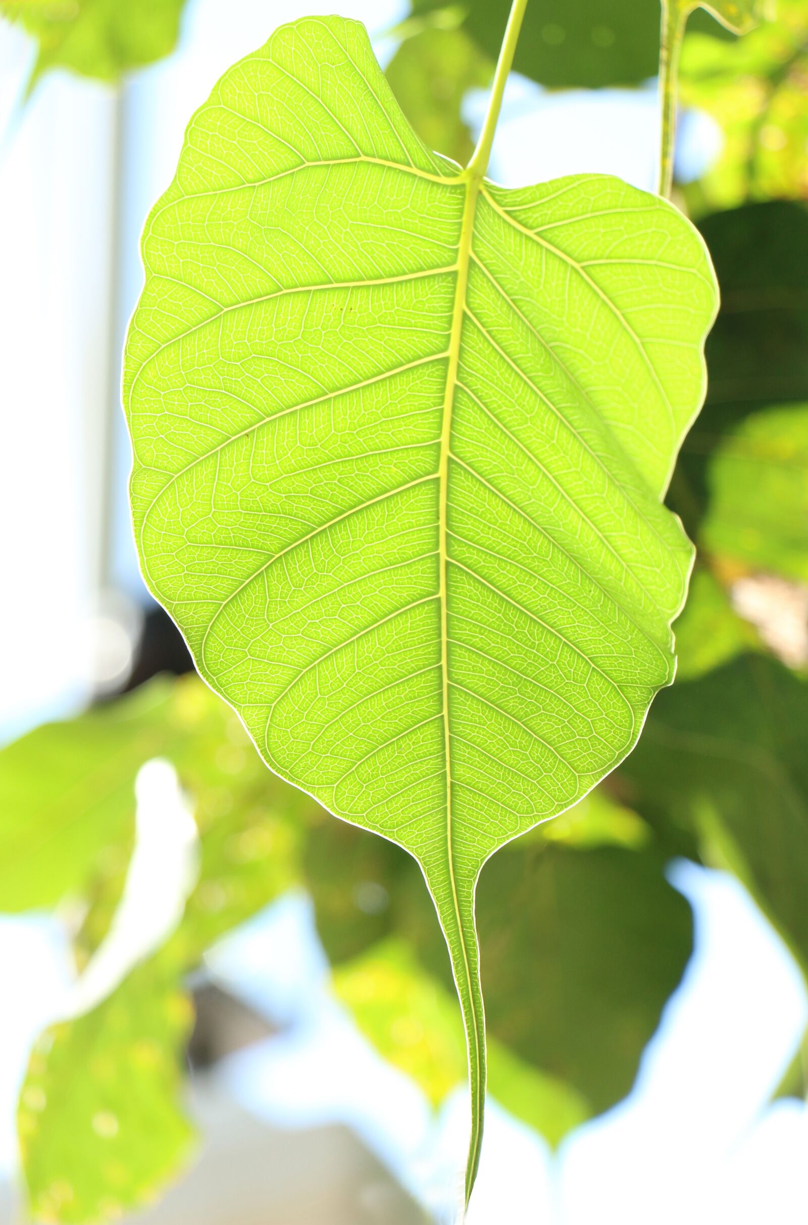 Canon EOS 70D sample photo. Leaf, bodhi, nature photography