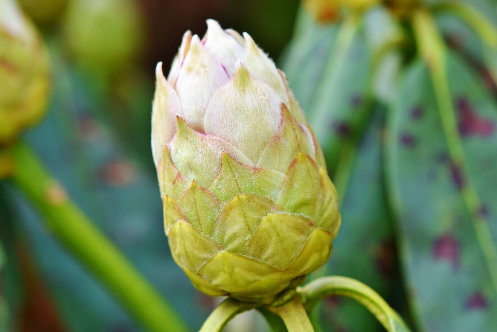 Nikon D7200 sample photo. Rhododendron, rhododedron buds, pink photography