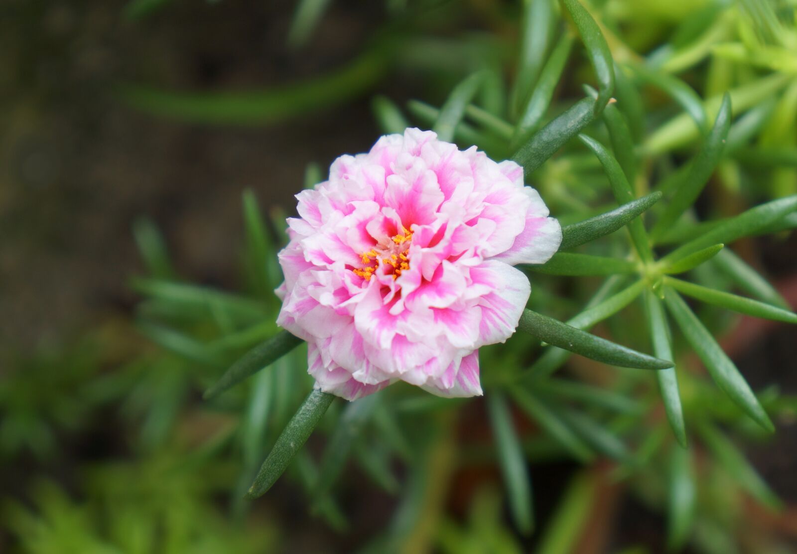Sony Alpha NEX-F3 + Sony E 18-55mm F3.5-5.6 OSS sample photo. Flower, portulaca, pink flowers photography