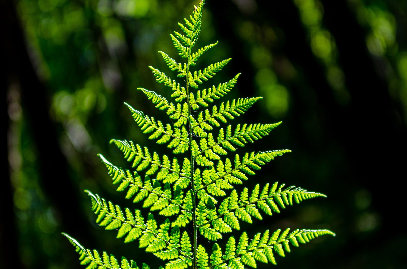 Nikon D7000 sample photo. Fern, light, undergrowth photography