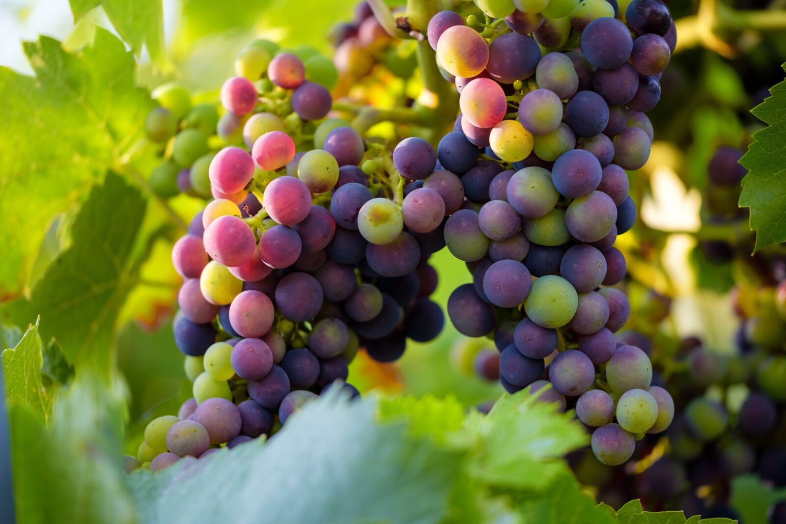 Fujifilm X-T2 + Fujifilm XF 80mm F2.8 R LM OIS WR Macro sample photo. Grapes, grapevine, vine photography
