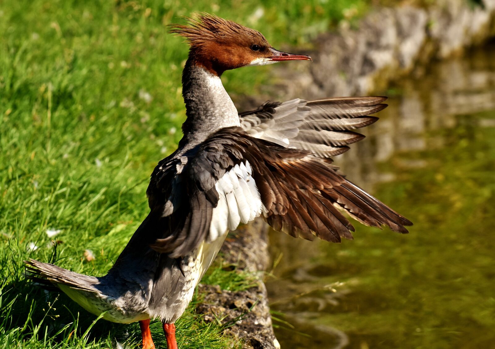 Nikon D7200 sample photo. Merganser, mergus merganser, duck photography