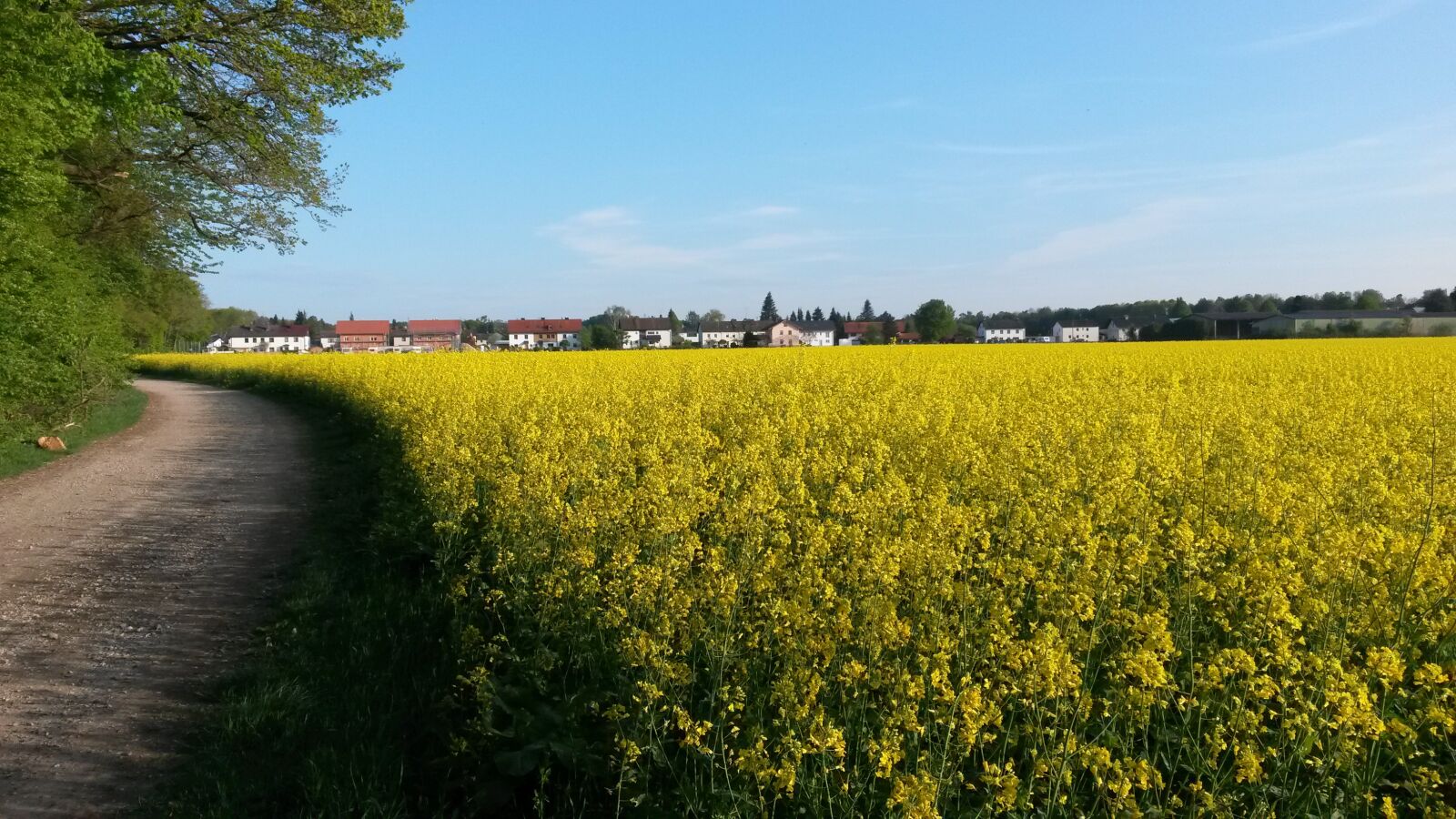 Samsung Galaxy S4 Mini sample photo. Rapeseed, yellow, field photography