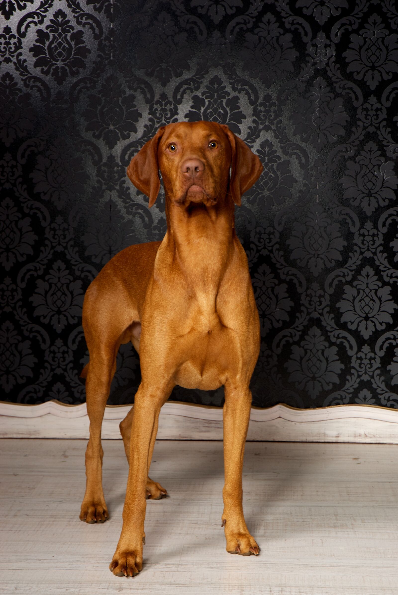 Nikon D200 sample photo. Vizsla, dog, purebred dog photography