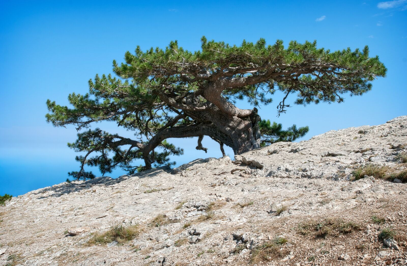 Nikon D80 sample photo. Nature, landscape, tree photography
