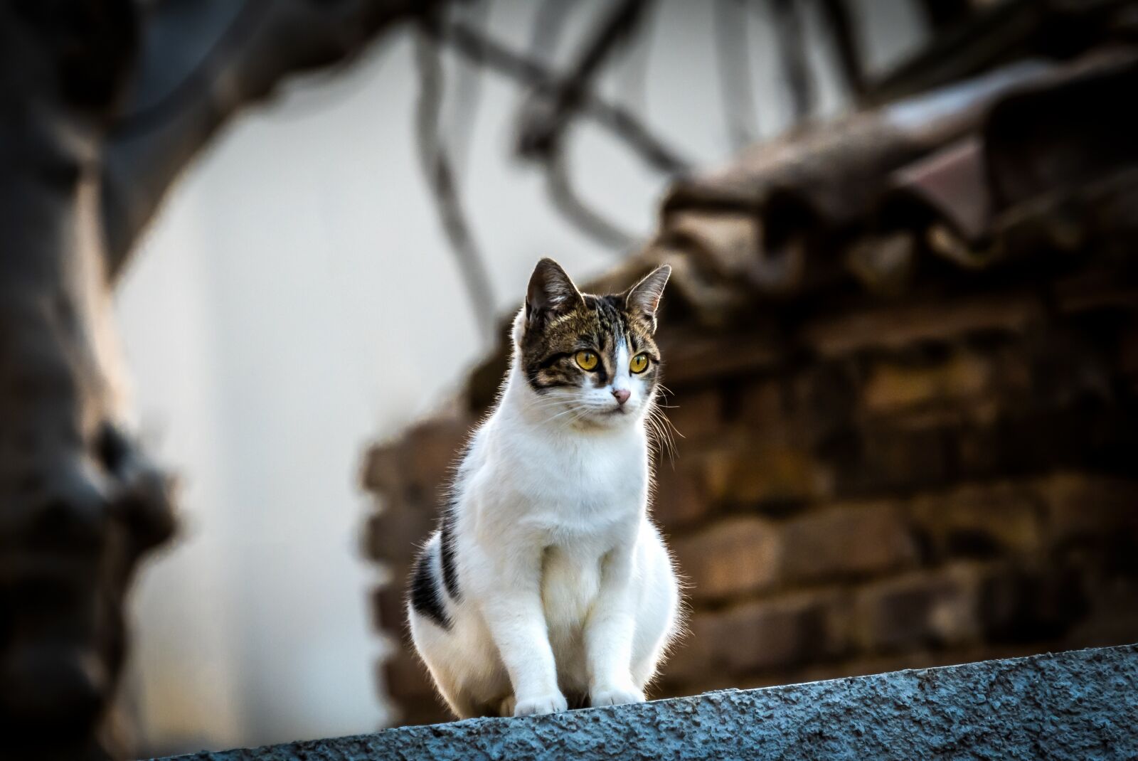 Tamron 70-210mm F4 Di VC USD sample photo. Cat, feline, tiger photography