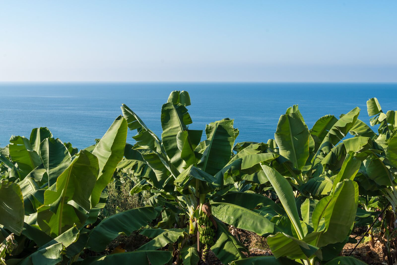 Nikon D610 sample photo. Sea, plant, farm photography