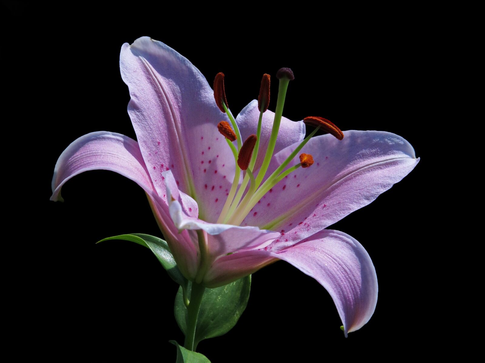 Canon PowerShot G15 sample photo. Blossom, bloom, lily photography
